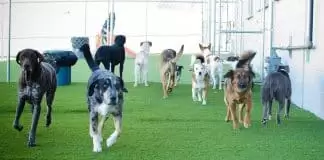 Köpek Oteli köpek oteli