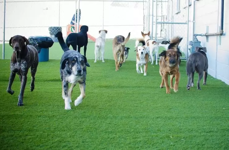 Köpek Oteli köpek oteli