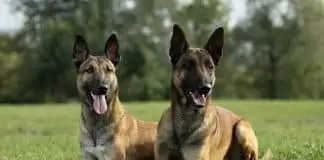 Köpek Eğitimi Çeşitleri Nelerdir kopekegitimcesitlerii