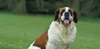 St.Bernard Köpek Eğitimi bernard eğitim