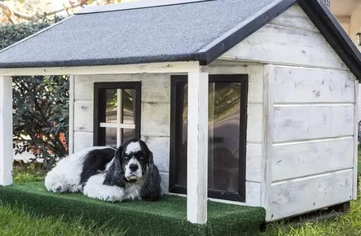 Evcil Hayvan ve Köpek Pansiyonu köpek pansiyonus