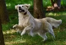 Köpek Eğitimi Hakkında Ne Kadar Bilgi Sahibisiniz köpekeğitimiçeşitleri