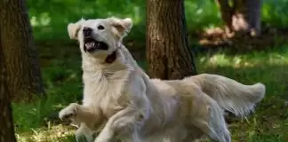 Köpek Eğitimi Hakkında Ne Kadar Bilgi Sahibisiniz köpekeğitimiçeşitleri