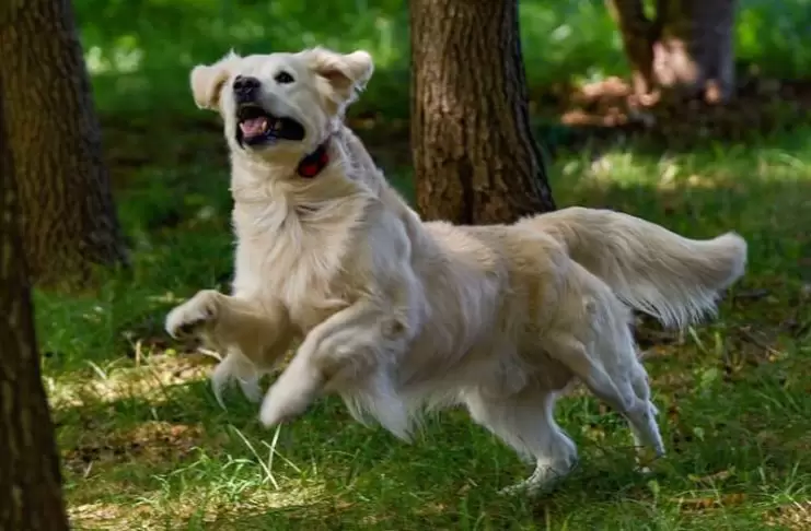 Köpek Eğitimi Hakkında Ne Kadar Bilgi Sahibisiniz köpekeğitimiçeşitleri