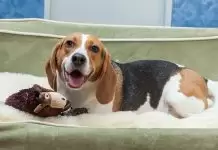 Lüks Köpek Pansiyonu luksköpekpansiyonu