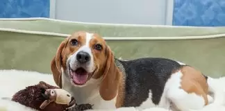 Lüks Köpek Pansiyonu luksköpekpansiyonu