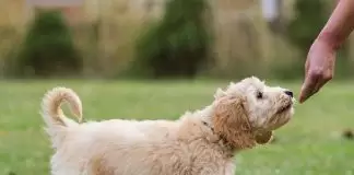 Pozitif Köpek Eğitimi pozitif köpek eğitimi