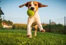 Uzun Süreli Köpek Pansiyonu uzun sureli köpek pansiyonu