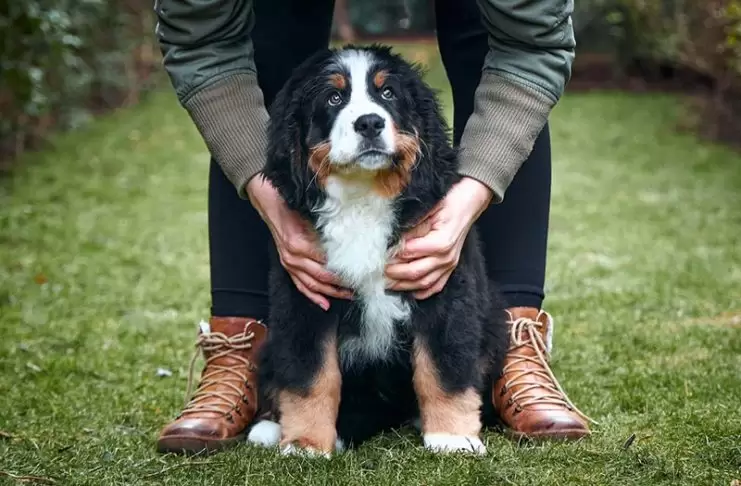 Bernese Mountain Dog Köpek Eğitimi Dersi Bernese Mountain Dog Köpek Eğitimi Dersi