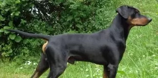 German Pinscher Köpek Eğitimi German Pinscher eğitimi