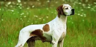 Pointer Köpek Eğitimi Ne Kadar Zaman Alır Pointer köpek eğitimi