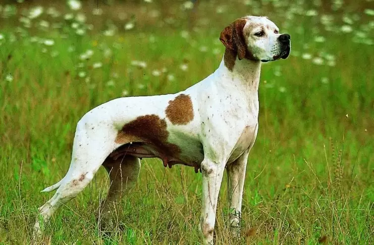 Pointer Köpek Eğitimi Ne Kadar Zaman Alır Pointer köpek eğitimi