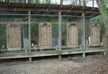 Aylık Köpek Pansiyonu İstanbul aylık köpek pansiyonu