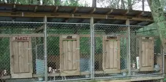 Aylık Köpek Pansiyonu İstanbul aylık köpek pansiyonu