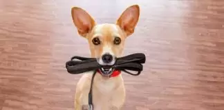 Evde Köpek Eğitiminde Dikkat Edilmesi Gerekenler evde köpek eğitimi