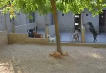 İstanbul Kadıköy Köpek Oteli kadıköy köpek oteli