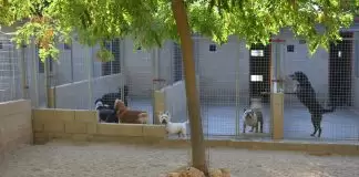 İstanbul Kadıköy Köpek Oteli kadıköy köpek oteli