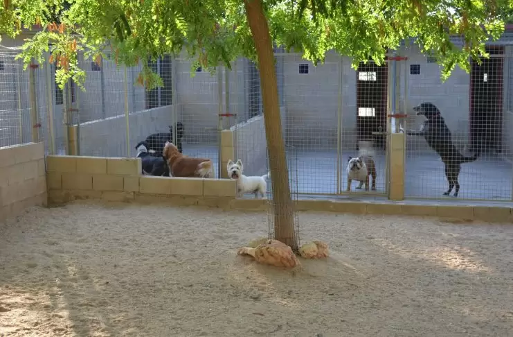 İstanbul Kadıköy Köpek Oteli kadıköy köpek oteli