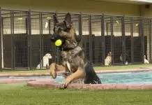 Köpek Pansiyonu Beykoz Merkez köpek pansiyonu beykoz