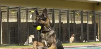 Köpek Pansiyonu Beykoz Merkez köpek pansiyonu beykoz