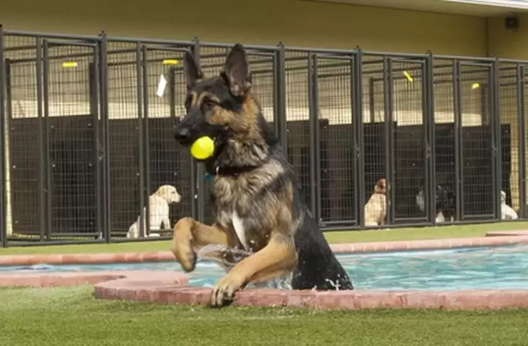 Köpek Pansiyonu Beykoz Merkez köpek pansiyonu beykoz