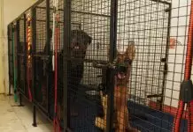 Profesyonel Köpek Pansiyonu Beyoğlu köpekpansiyonubeyogglu