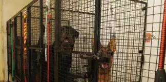 Profesyonel Köpek Pansiyonu Beyoğlu köpekpansiyonubeyogglu