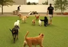 Köpek Pansiyonu Günlük ve Aylık Fiyat Nedir kopekpansiyonufiyat