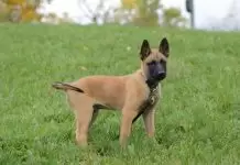 Yavru köpek eğitimi hakkında bilinmesi gerekenler Yavru köpek eğitimi hakkında bilinmesi gerekenler