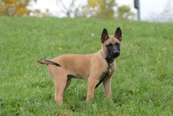 Yavru köpek eğitimi hakkında bilinmesi gerekenler Yavru köpek eğitimi hakkında bilinmesi gerekenler