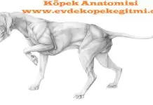 Köpek Anatomisi: Temel Özellikler köpekanatomisi