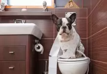 Köpek Tuvalet Eğitimi Pratik Yolları kopek tuvalet egitimi