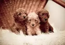 Toy Poodle Özellikleri Nelerdir Toy Poodle özellikleri