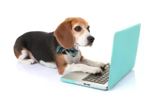 Online Köpek Eğitmeni Programları online köpek eğitimi