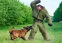 Köpek Eğitiminin Önemi: Sadık Dostlarınızı Şekillendirmenin Anahtarı köpek eğitiminin önemi