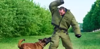 Köpek Eğitiminin Önemi: Sadık Dostlarınızı Şekillendirmenin Anahtarı köpek eğitiminin önemi