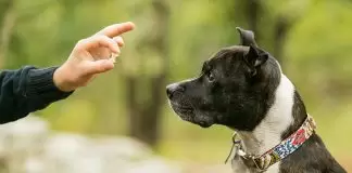 Temel İtaat Eğitimi: Köpeklerle İyi Bir İletişim Kurmanın Temeli temel itaat eğitimi