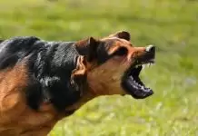 Köpeklerde Eğitim Sorunları ve Çözümleri Köpeklerde Eğitim Sorunları ve Çözümleri