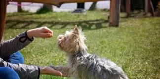 Pozitif Köpek Eğitimlerinde Ödül Kullanma Pozitif Köpek Eğitimlerinde Ödül Kullanma