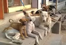 Sokak Köpekleri Eğitim Alabilir mi Sokak Köpekleri Eğitim Alabilir mi