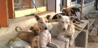 Sokak Köpekleri Eğitim Alabilir mi Sokak Köpekleri Eğitim Alabilir mi