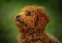 Toy Poodle Irkının Özellikleri Toy Poodle Irkının Özelliklerii