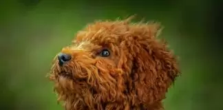 Toy Poodle Irkının Özellikleri Toy Poodle Irkının Özelliklerii