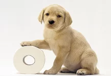 Yavru Köpek Tuvalet Eğitimi Nasıl Olmalıdır yavru köpek tuvalet eğitimi