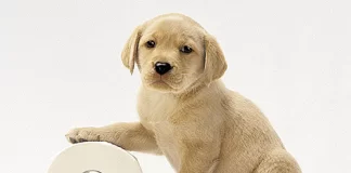 Yavru Köpek Tuvalet Eğitimi Nasıl Olmalıdır yavru köpek tuvalet eğitimi