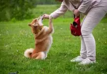 Köpeklerin Eğitim Aldıkdan Sonra Psikolojisi Bozulurmu Köpeklerin Eğitim Aldıkdan Sonra Psikolojisi Bozulurmu