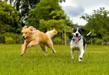 Köpek Eğitimi Temel Komutlar kopekegitimiii