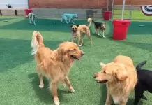 Evcil Hayvan Pansiyonu Evcil Hayvan Pansiyonu