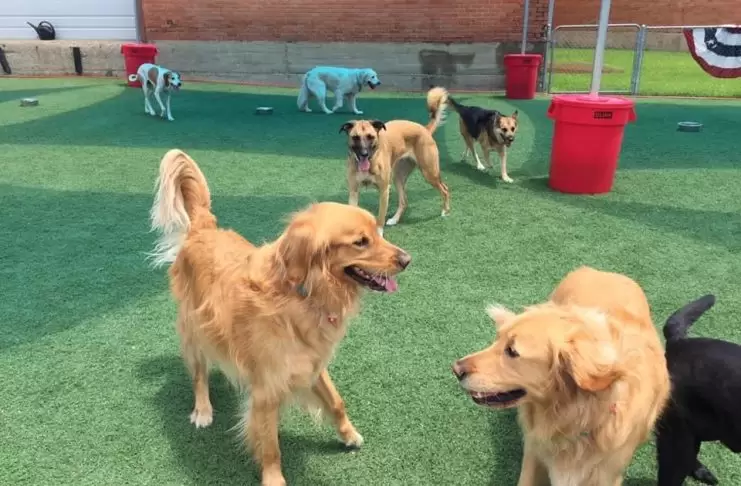 Evcil Hayvan Pansiyonu Evcil Hayvan Pansiyonu