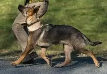 Köpek Eğitimi Sürecinde Bazı Özel Durumlar ve Teknikler Köpek Eğitimi Sürecinde Bazı Özel Durumlar ve Teknikler